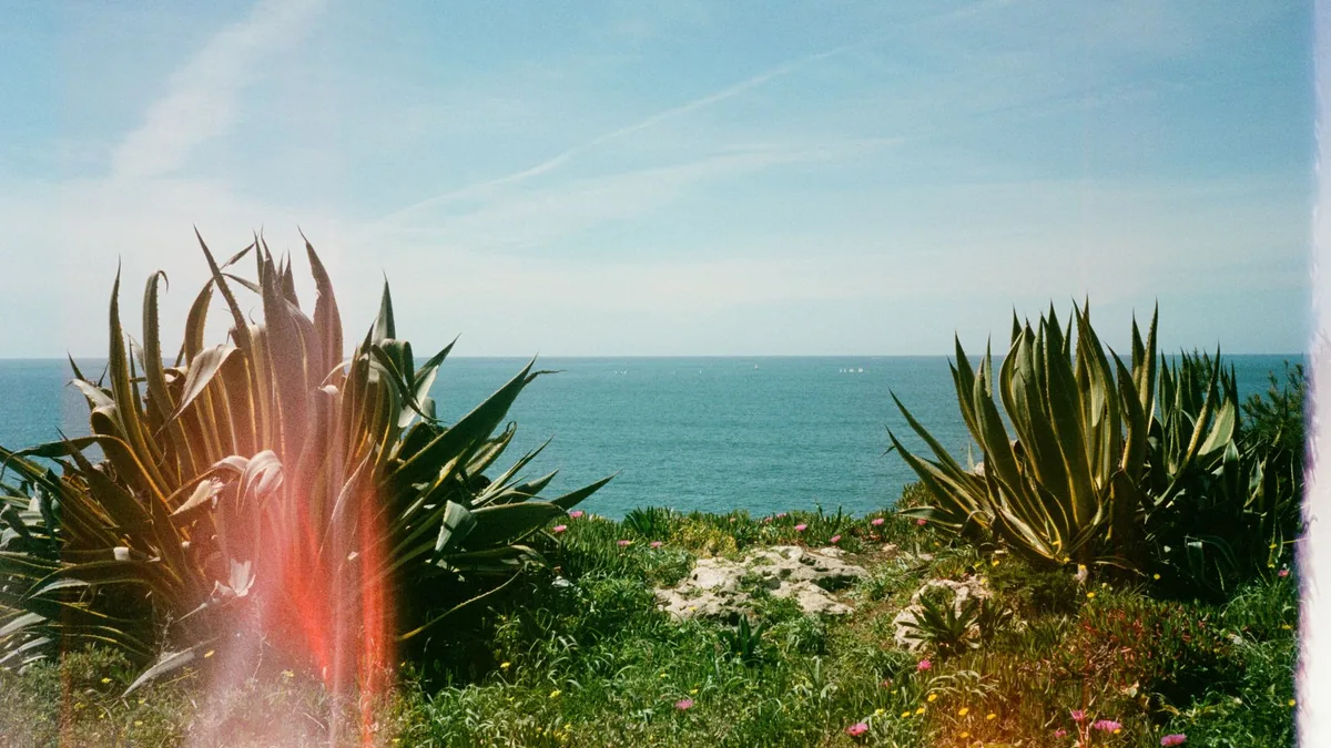 Agave plants on a coastal landscape with a scenic ocean view and colorful sunlight effect.