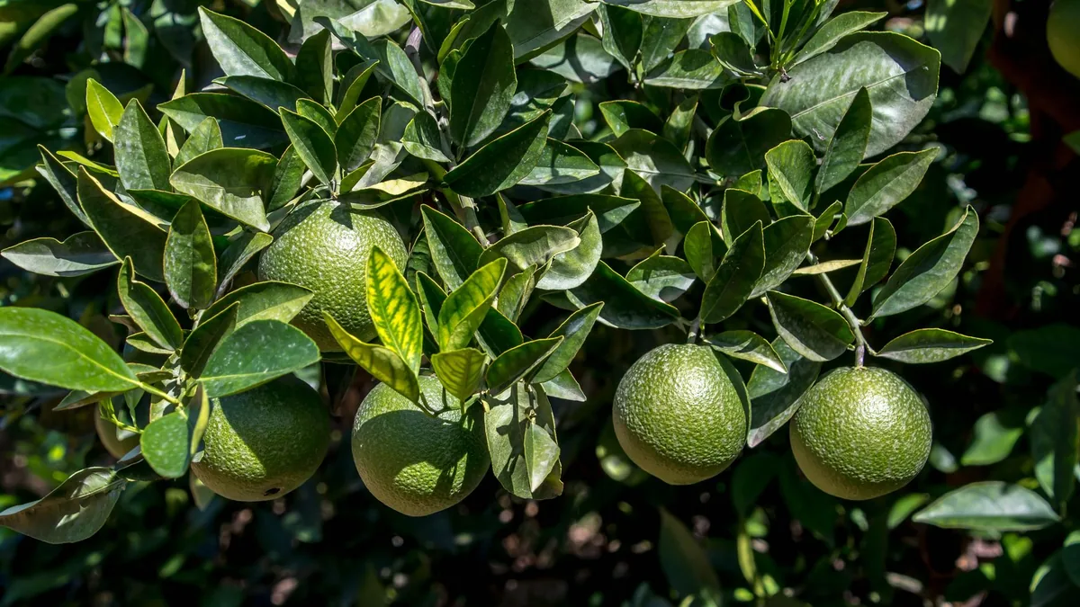Vibrant lime fruits hanging from a tree branch with lush green leaves in natural sunlight.