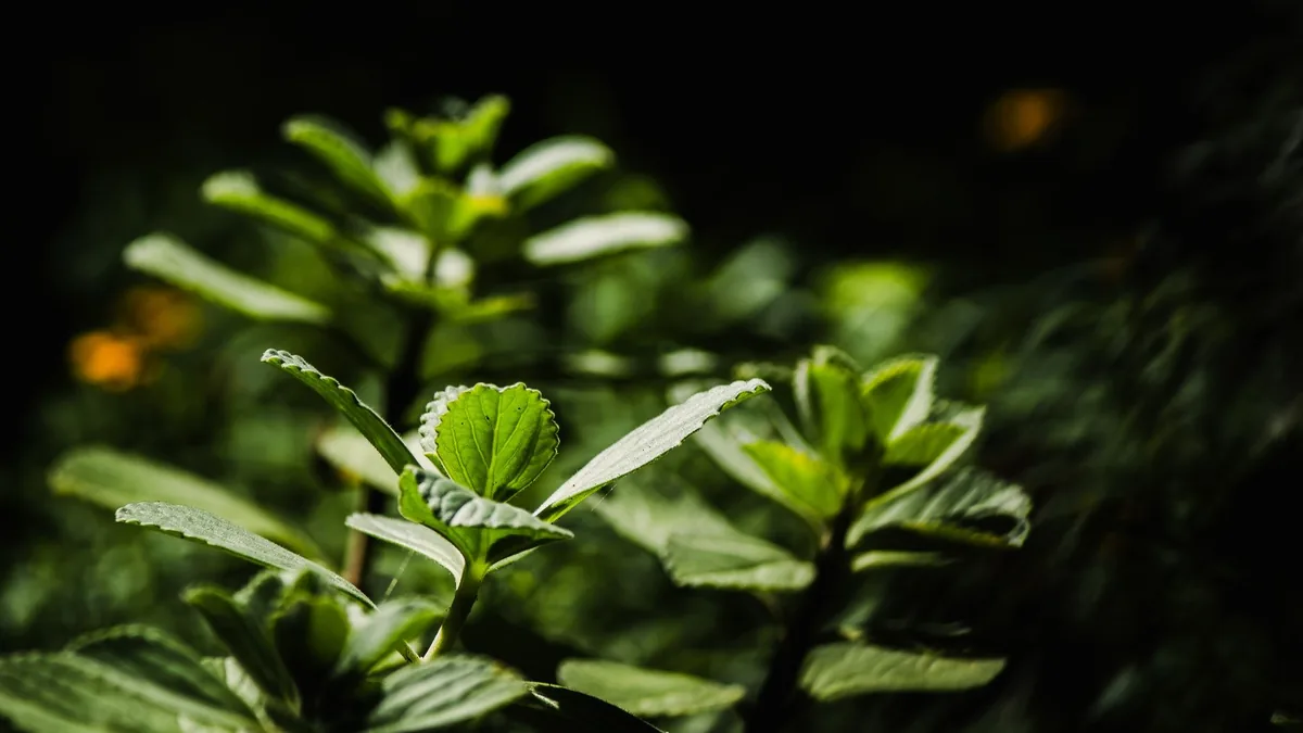 OxyDental Pro Ingredient Breakdown