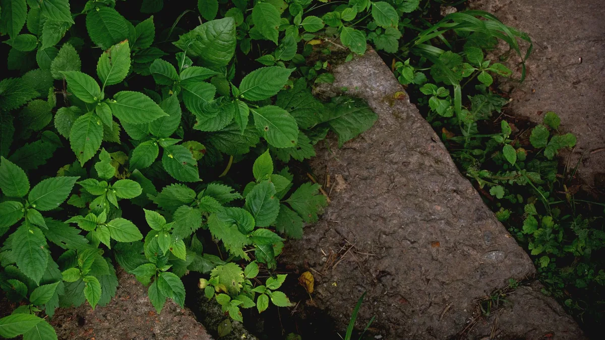 Dense green foliage surrounding a stone path in Moscow, Russia.